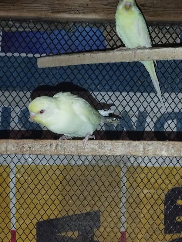 Australian parrots for sale 0