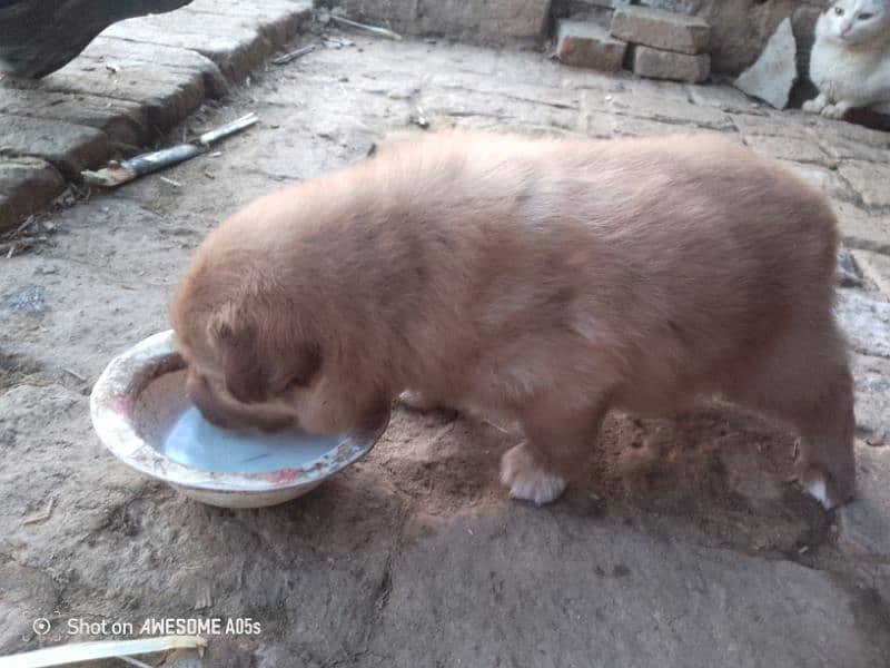 Pura bakrwali puppy for sale mela 0