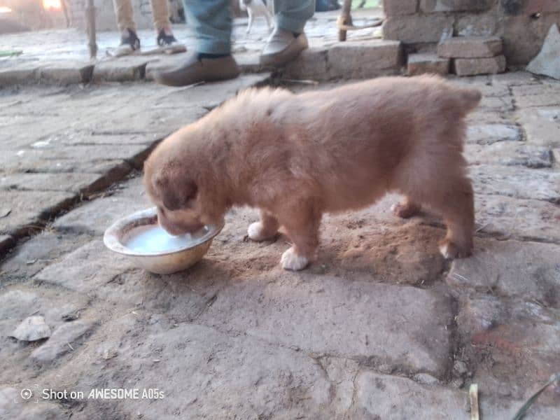 Pura bakrwali puppy for sale mela 1