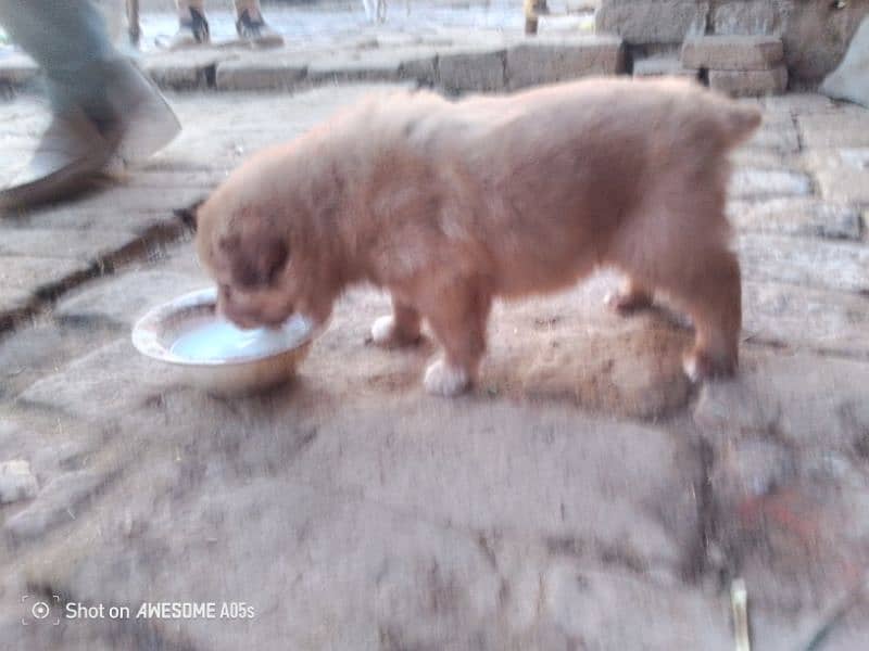 Pura bakrwali puppy for sale mela 2