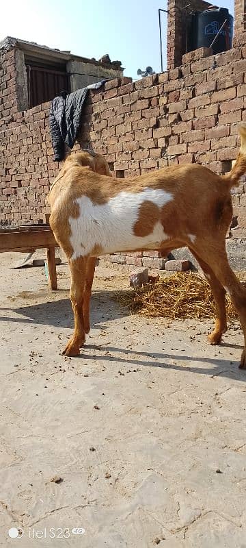 top quality breeder Sy apni bakri cross karway 0