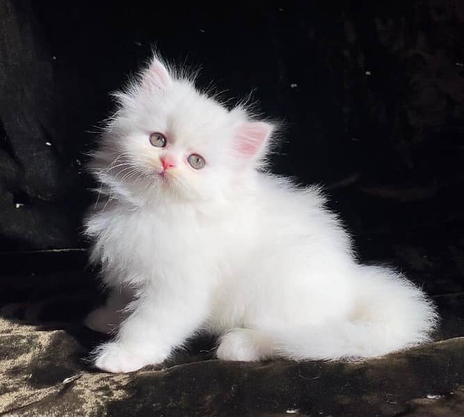 Persian kitten for Sale 0