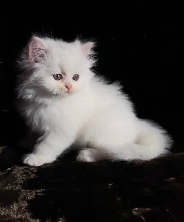 Persian kitten for Sale 1