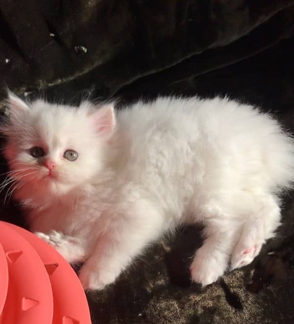 Persian kitten for Sale 2