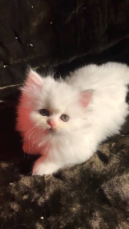 Persian kitten for Sale 3