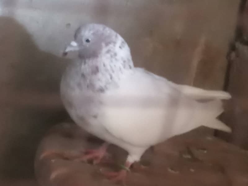 Pigeon for sale 2