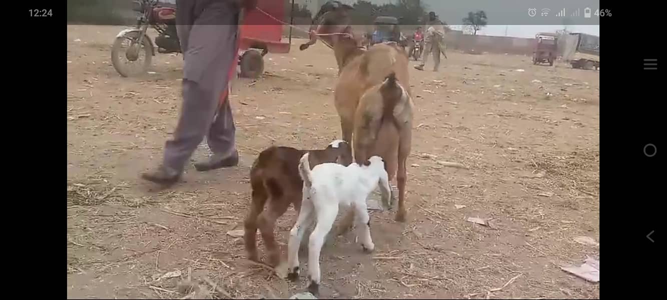 Goats for sale / gaban bakri for sale / bachon wali bakri / doodh 0