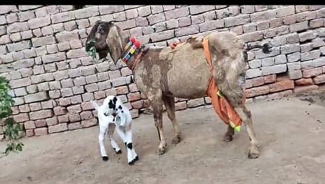 Goats for sale / gaban bakri for sale / bachon wali bakri / doodh 1