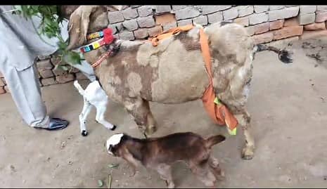 Goats for sale / gaban bakri for sale / bachon wali bakri / doodh 2