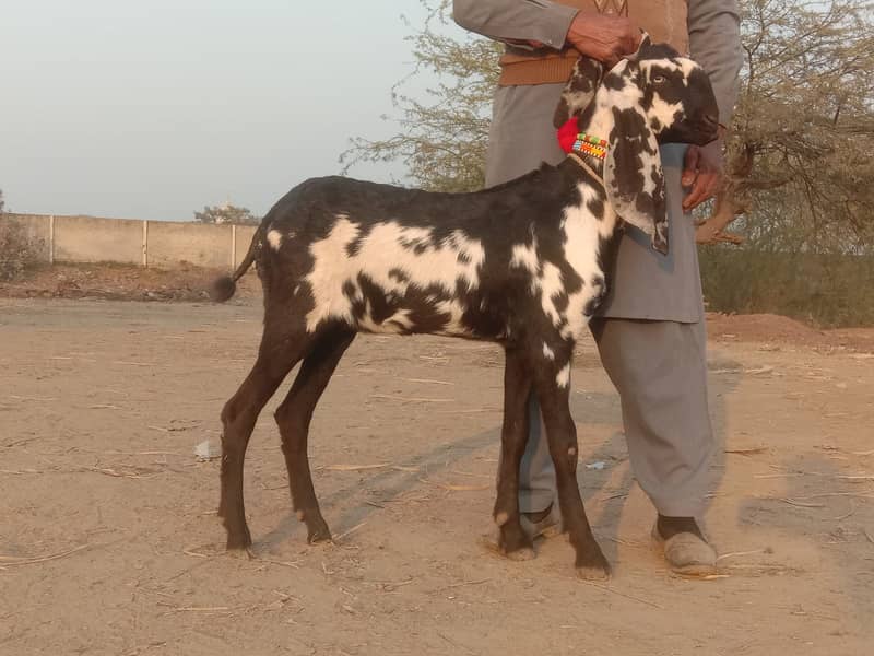 Goats for sale / gaban bakri for sale / bachon wali bakri / doodh 4