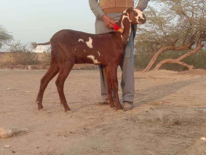 Goats for sale / gaban bakri for sale / bachon wali bakri / doodh 5