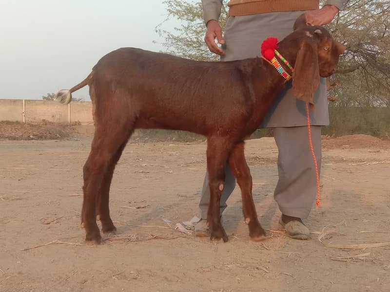 Goats for sale / gaban bakri for sale / bachon wali bakri / doodh 6