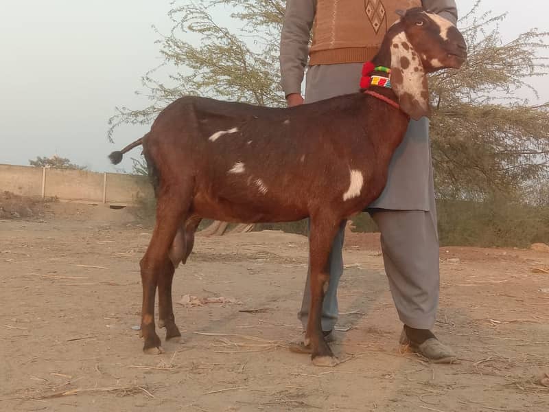 Goats for sale / gaban bakri for sale / bachon wali bakri / doodh 7