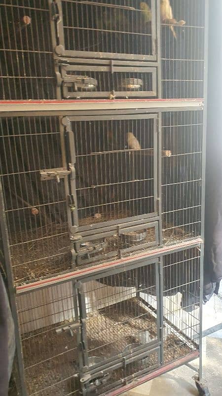 Aseel madi & love Birds Cage for sale 5