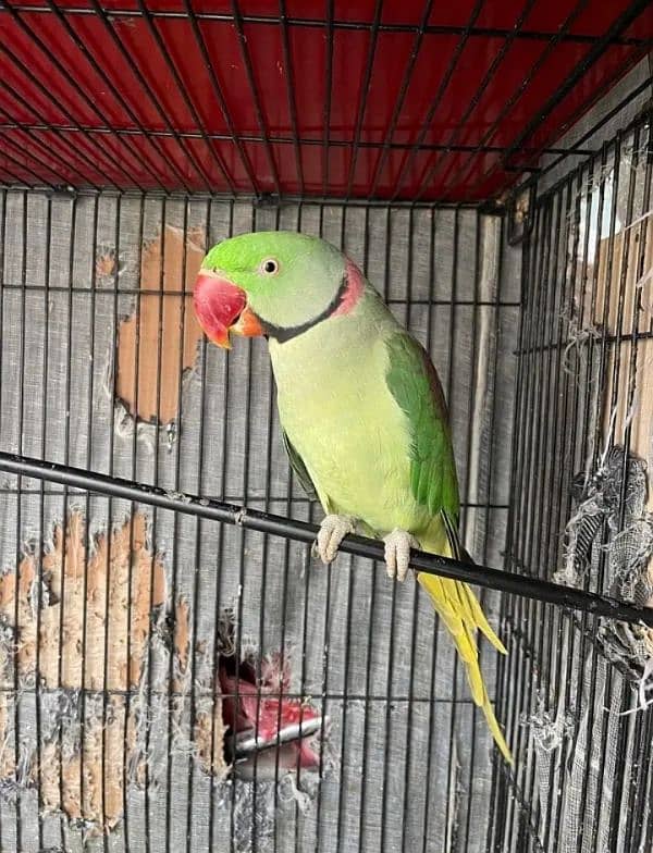 raw parrot for sale Only WhatsApp number03260536967 0