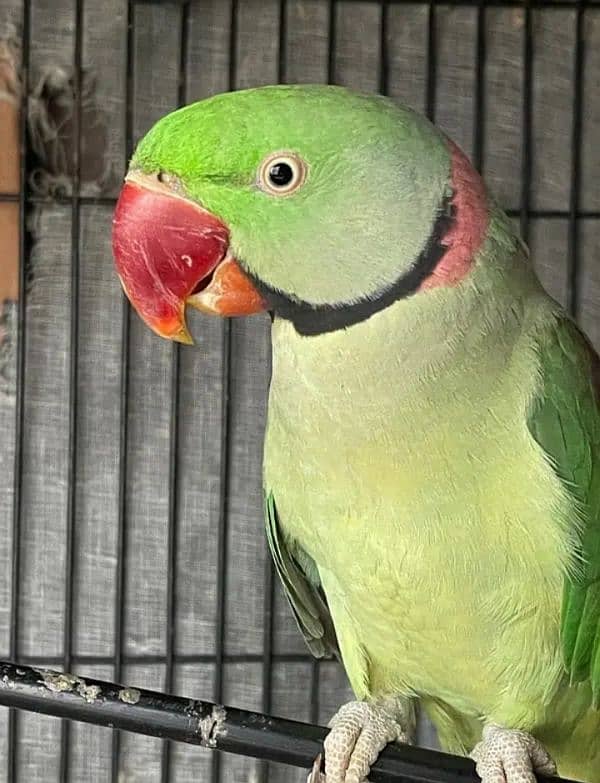 raw parrot for sale Only WhatsApp number03260536967 1