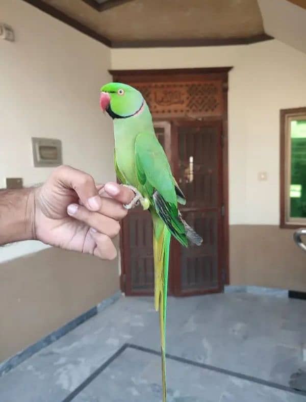 raw parrot for sale Only WhatsApp number03260536967 2