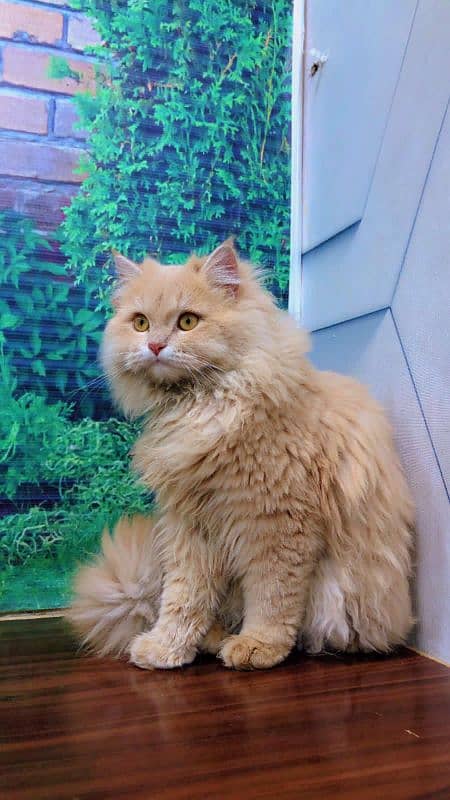 Persian triple coated punch face kitten available for sale 2