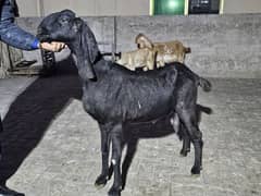 desi female goat dude wali