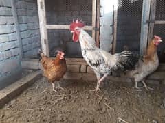 Golden Misri hens egg laying