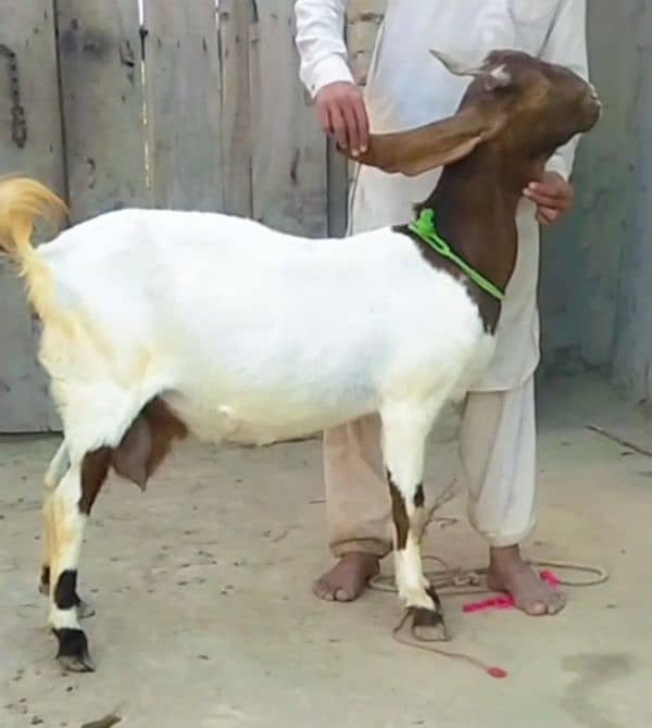 kamori Bakri 3