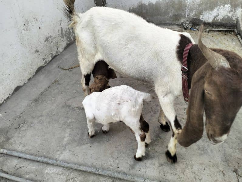 kamori Bakri 5