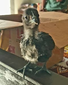 ayam cemani grey tongue chicks available pr piece  1000