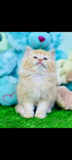 PERSIAN KITTEN FOR SALE ONLY CONTACT WHATUP 03201711036