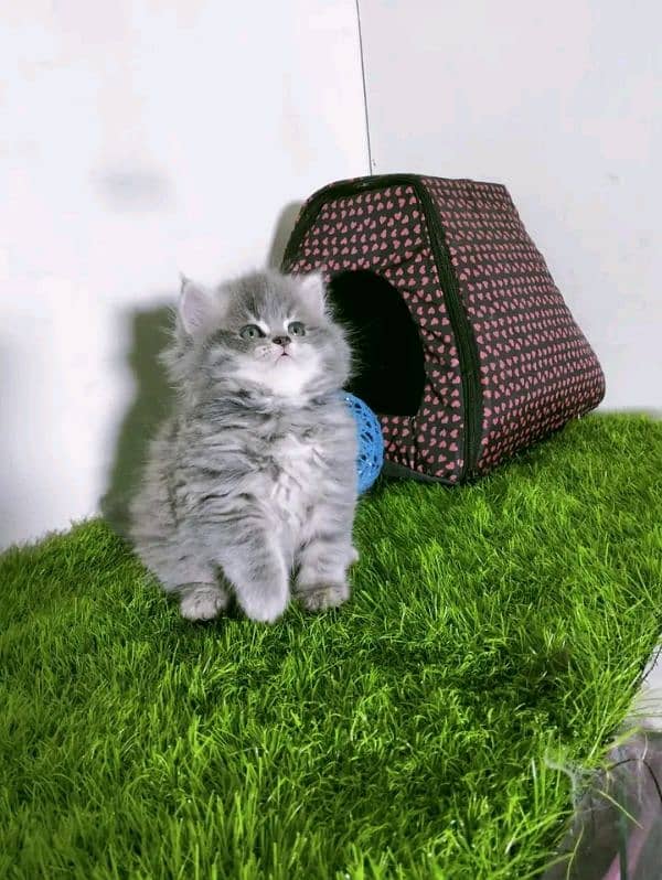 PERSIAN KITTEN FOR SALE ONLY CONTACT WHATUP 03201711036 3