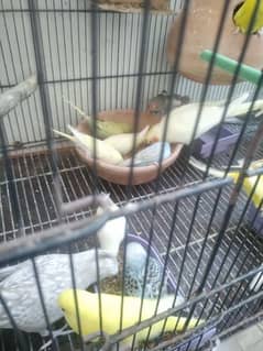 budgies