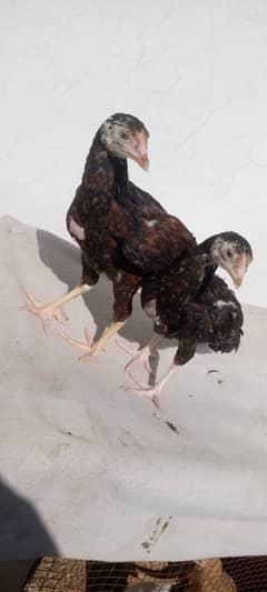 Aseel Hens pair