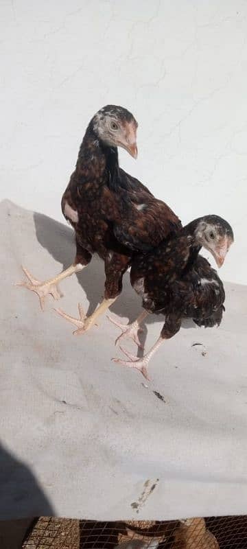 Aseel Hens pair 0