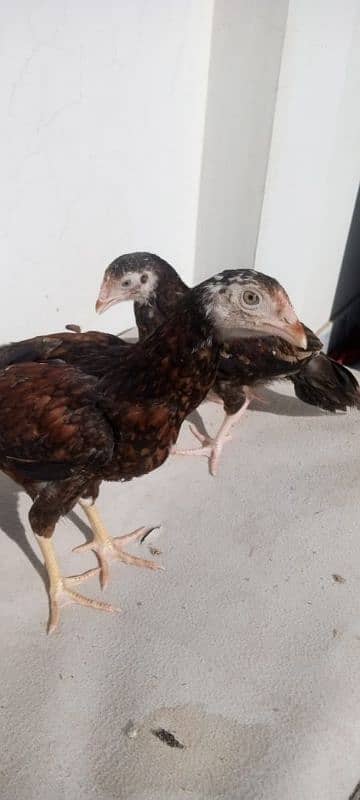 Aseel Hens pair 1