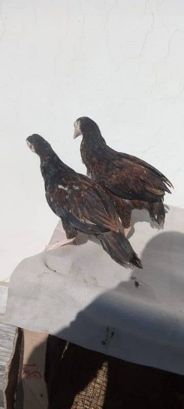 Aseel Hens pair 2