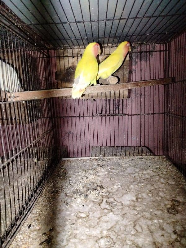 common lutino lovebirds pairs for sale 0