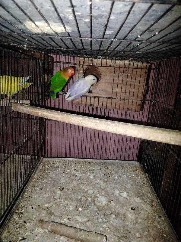 common lutino lovebirds pairs for sale 1