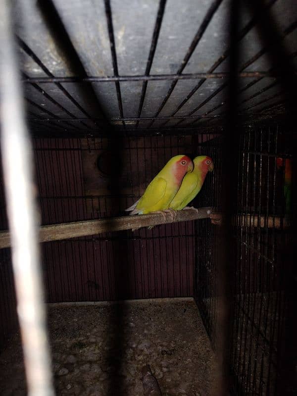 common lutino lovebirds pairs for sale 2