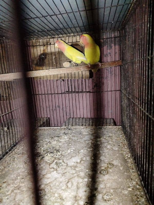 common lutino lovebirds pairs for sale 3