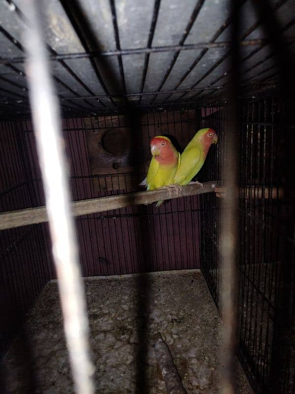 common lutino lovebirds pairs for sale 4