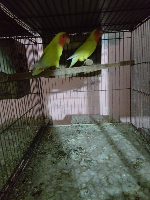 common lutino lovebirds pairs for sale 5