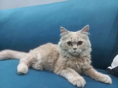 Persian Cat