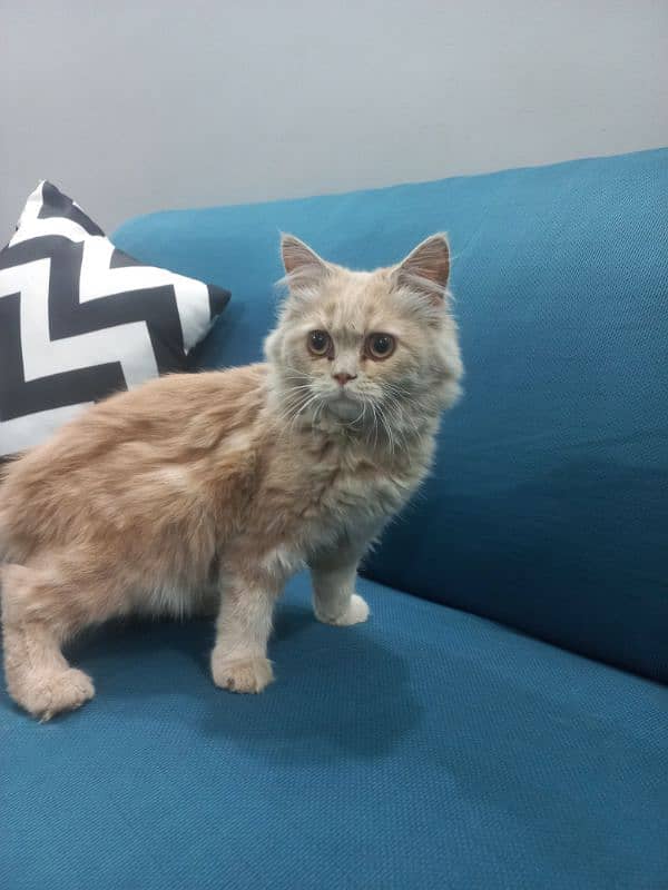 Persian Cat 2