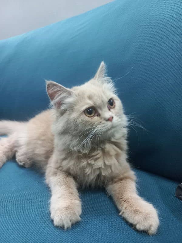 Persian Cat 3