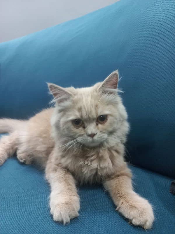 Persian Cat 4