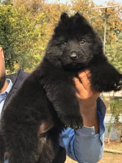 black german shepherd top quality male puppy available for sale