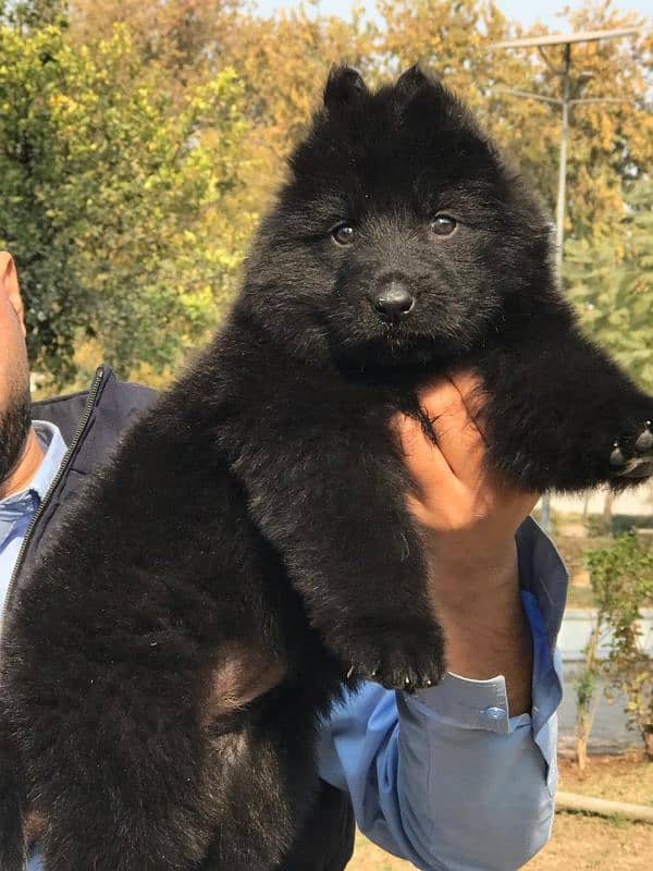 black german shepherd top quality male puppy available for sale 0