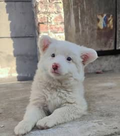 Russian spitz female top quality