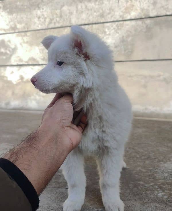 Russian spitz female top quality 4