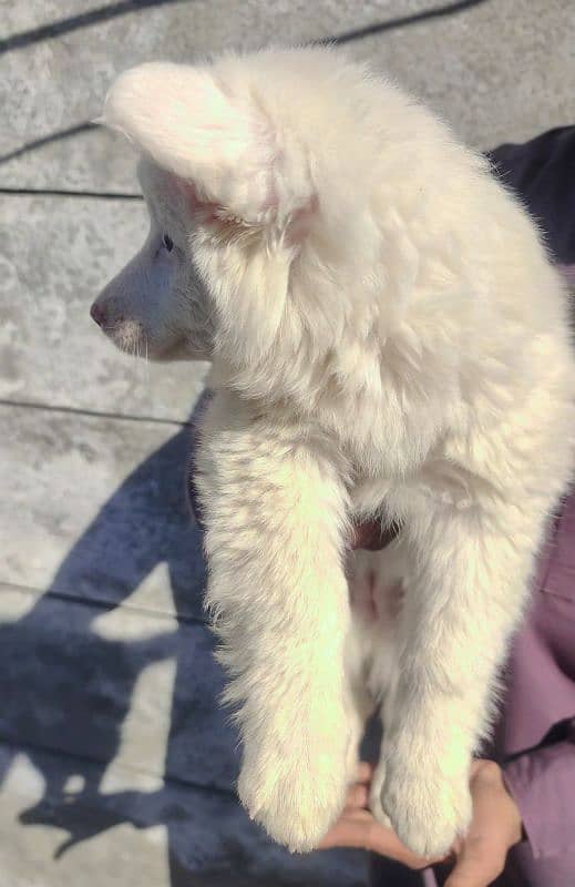 Russian spitz female top quality 6