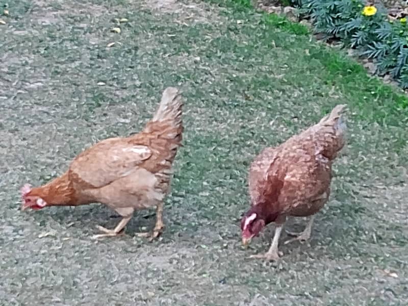 Egg laying, 2 Desi Murgi, Home Breed Hen 2